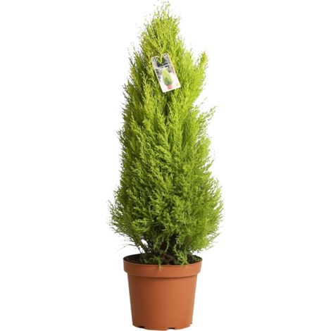 Cyprès de Monterey Wilma - Cupressus macrocarpa Wilma Pot 26cm (1/2)