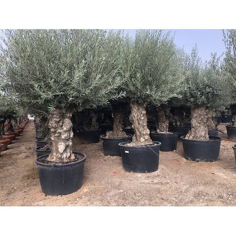 Olivier rustique à feuilles persistantes Bonsai - Olea Europea -