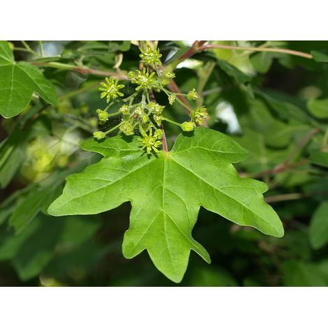 Planta de Acer Campestre - Arce Comun. 30 - 40 Cm