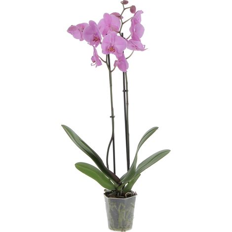 Orchidea Phalaenopsis Rosa - Piante Vere Fiorite da Appartamento - H 60-70 cm Vaso Ø 12 cm (1/4)
