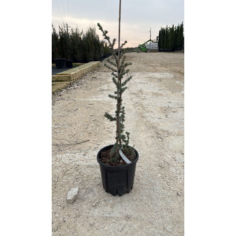 CEDRUS ATLANTICA GLAUCA VASO 24