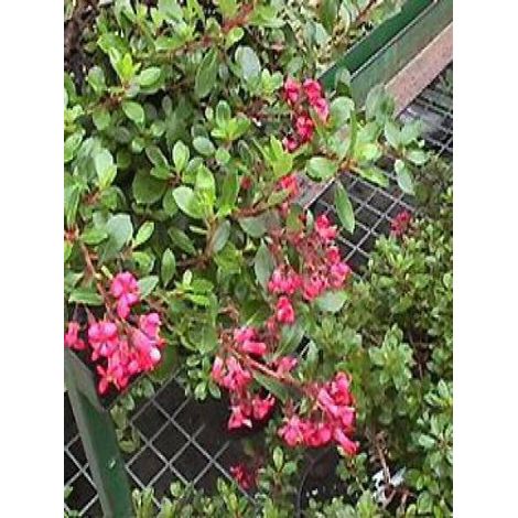 Escallonia 'Red Dream' Pot de 2L/3L (1/2)