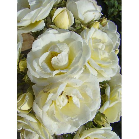Rosier arbuste moschata 'Château de Munsbach' Pot de 4L/5L