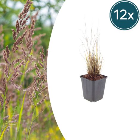 Lot de 12 Calamagrostis brachytricha Herbe Diamant Graminée Ornementale H10-25 cm Ø 9 cm - PANGIVO (1/5)