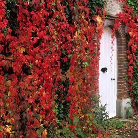 Vite canadese Parthenocissus quinquefolia â€“ giovane pianta radicata in vaso 7x7 cm
