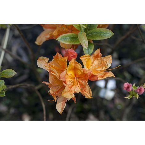 Sommergrüne Azalee 'Glowing Embers' Rhododendron lut.'Glowing Embers' C5 30- 40