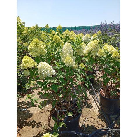 HYDRANGEA PANICULATA (Hortensia) LIMELIGHT TOUFFE 40 (1/4)