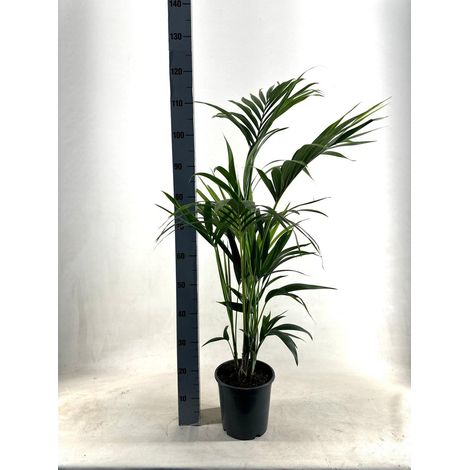 Kentia palmier d’intérieur Howea forsteriana plante verte pot 21 cm hauteur 110 cm - PANGIVO
