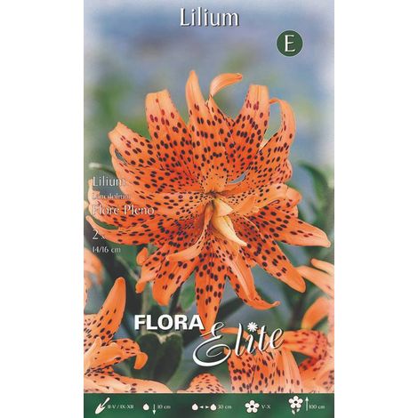 Bulbi Lilium Lancifolium Flore Pleno 2 Bulbi