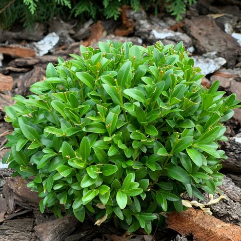 Buis semp boule - Buxus semp boule 40cm (1/3)