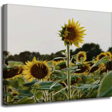 Leinwanddruck Botanik Sonnenblumenfeld 50x40