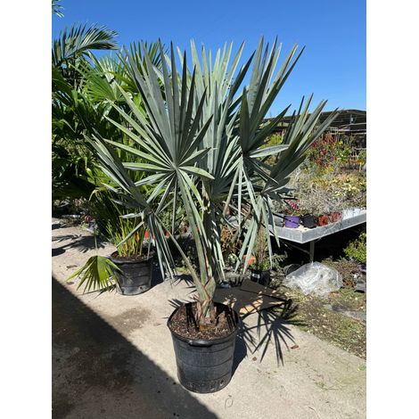 Bismarckia nobilis Silver H 1,8 m pot 45 – Palmier tropical feuillage argent
