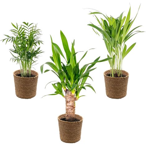 Bloomique - Lot de 3 - Mélange de palmiers tropicaux avec panier en jonc de mer - Facile à entretenir - 20-45 cm