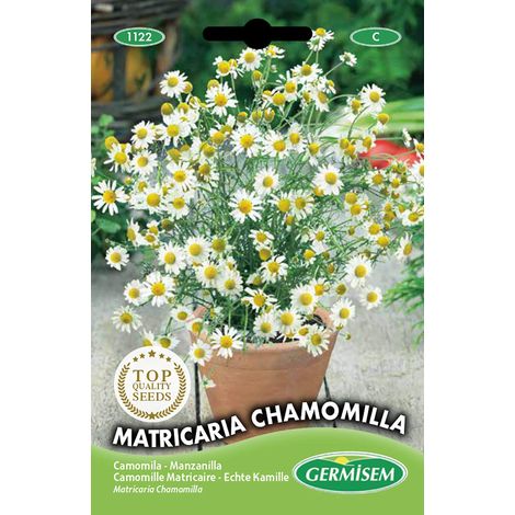 graines Camomille Matricaire MATRICARIA CHAMOMILLA (1/2)