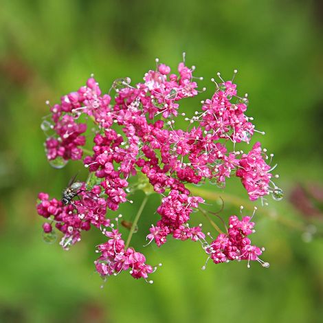 4 x Pimpinella major - godet 9x9 cm (1/5)