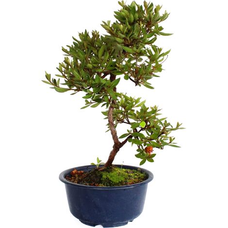 Bonsai Azalea Satsuky - Bonsai Giapponese Azalea - H 30-35 cm Vaso Ø 15,5 cm (1/3)