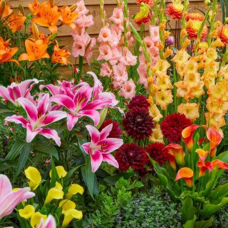 Glaïeuls, lys, dahlias, callas - Collection Jardin d'Été - 25 pièces - Bulbes de fleurs multicolores - Tubercules pour le jardin