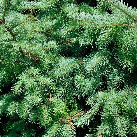 Épicéa blanc Alberta Globe - Picea glauca Alberta Globe 20/30cm Pot 2,5L