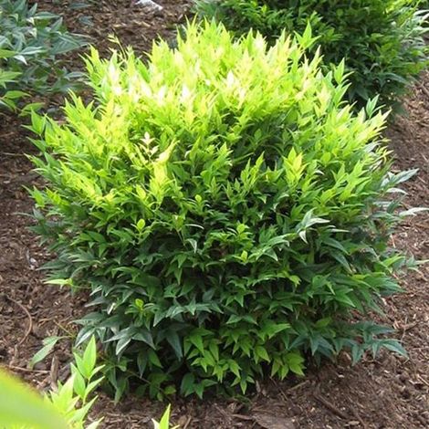 1 PIANTA DI NANDINA DOMESTICA LEMON LIME IN VASO 18CM AIUOLE ROCCIOSI