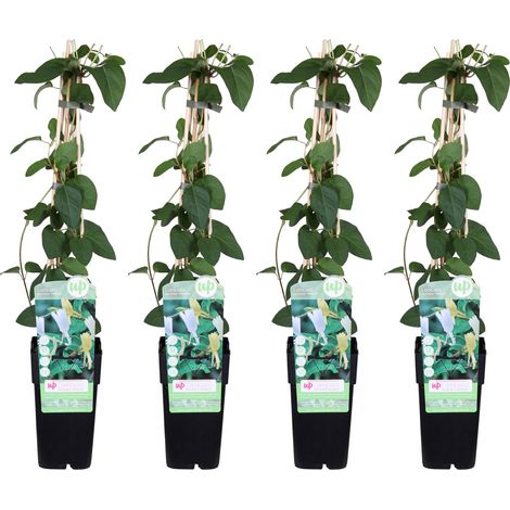 Lot de 4 Chèvrefeuilles du Japon Lonicera Halliana Grimpant Fleurs Blanches 65 cm Ø 15 cm - PANGIVO
