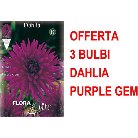 OFFERTA 3 BULBI DAHLIA CACTUS PURPLE GEM BULBS