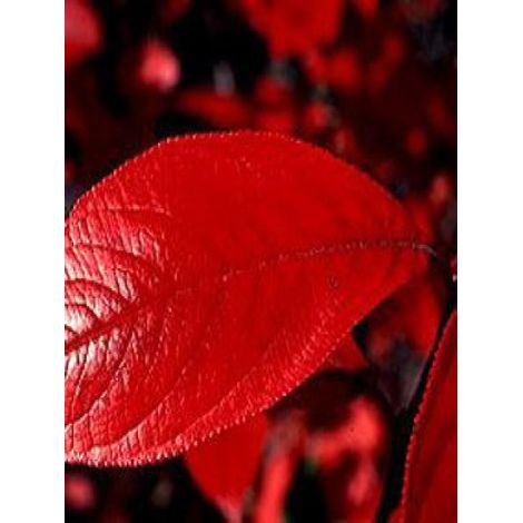 Aronie à feuilles d'arbousier 'Brilliant' Pot de 2L/3L (1/4)