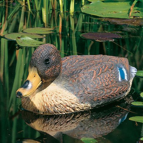 Schwimmente Stockente (1/2)