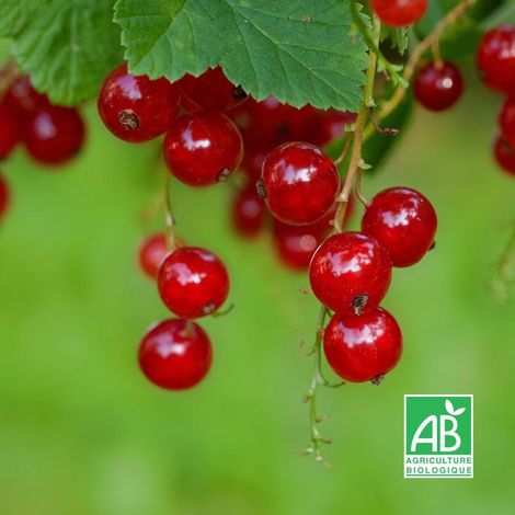 Groseiller à grappes 'Junifer' BIO (Ribes rubrum 'Junifer')