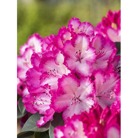 Rhododendron 'XXL' Pot de 2L/3L (1/2)