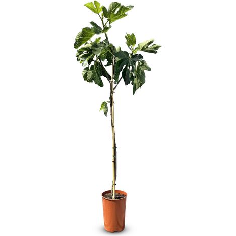 Ficus Carica 160 cm – Figue sucrée – Arbre fruitier – Plante – A+ (1/4)