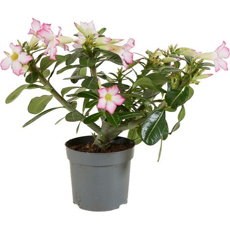 Bloomique - Adenium Obesum - Rose du Désert - Floraison - Plantes d'intérieur - Très Facile d'entretien - Pot 13cm - 25-35cm de Haut