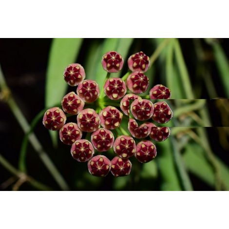 HOYA WAYETII FIORE DI CERA VASO 12CM