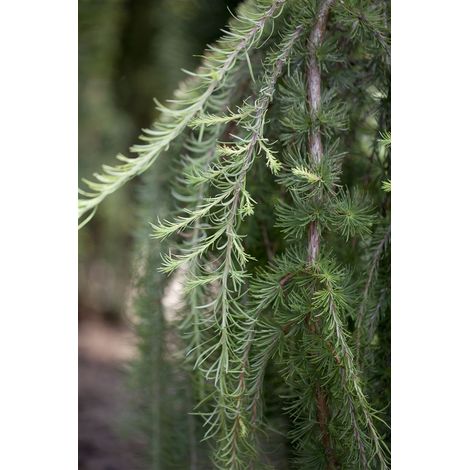 Hänge-Lärche 'Stiff Weeper' Larix kaempferi 'Stiff Weeper' Sta C 10 Krone mehrj. Sth. 100- (1/5)