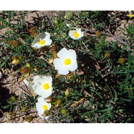 Semillas de Romero Macho. Citus Libanotis. 10 Gramos
