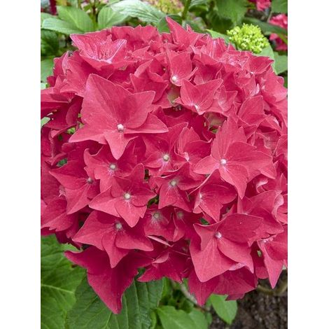 Hortensia 'Eughen Hahn' Pot de 2L/3L (1/2)