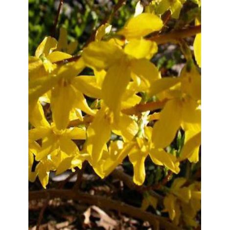 Forsythia intermedia 'Minigold' Pot de 2L/3L (1/3)