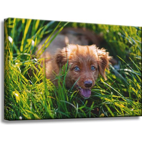 Leinwanddruck „Tiere: Hund im Gras“, 60 x 40 cm