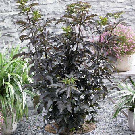 Sureau noir Black Tower® 'Eiffel1', Sambucus/Pot de 4L - 40/60 cm (1/5)