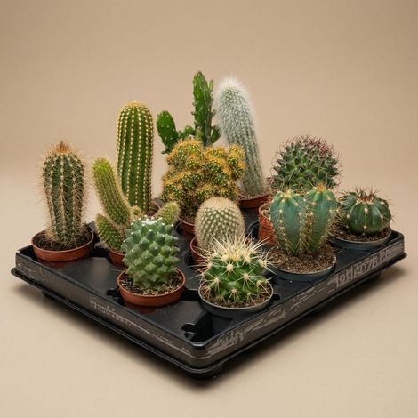 Lot de 12 Cactus Vivants Plantes d'Intérieur Décoratives Faciles d'Entretien 8-12 cm - PANGIVO (1/5)