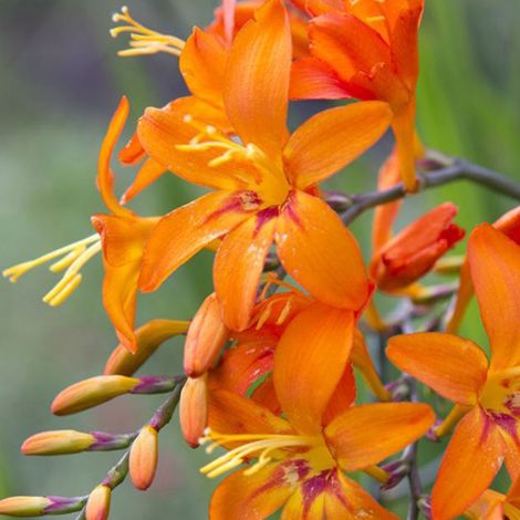 4 x Montbretia - Crocosmia 'Emily Mckenzie' - godet 9x9 cm