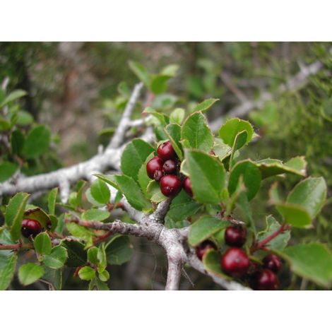 Planta de Rhamnus Alaternus ? Aladierno