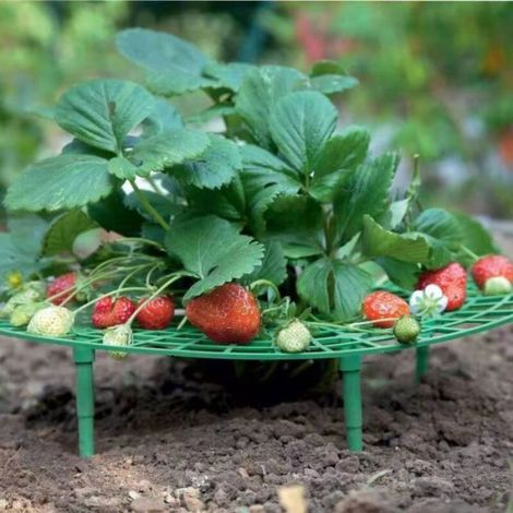 Lot de 15 supports pour plantes de fraises - évite la pourriture - Outil de culture de fraises (1/5)