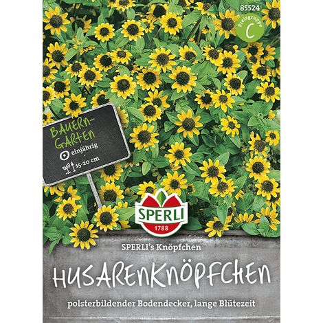 Sperli – Zinnia rampant Sperli's Knöpfchen – Graines de fleurs, couvre-sol annuel, hauteur env. 15-20 cm (1/2)