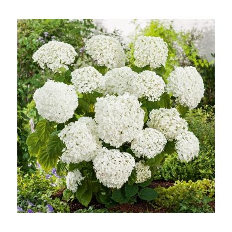 HORTENSIA ANNABELLE - LE GODET - Arbre/arbuste