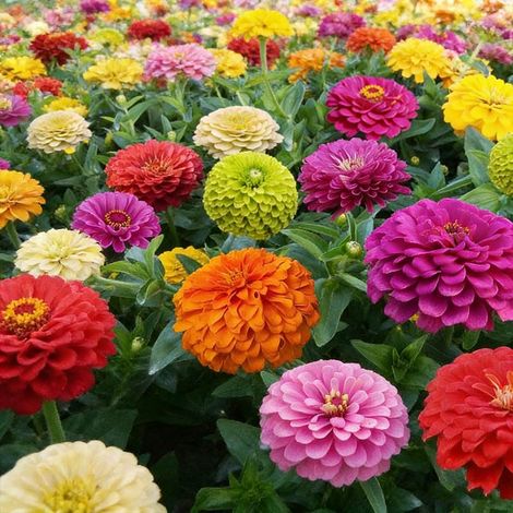 100 Graines de Zinnia Mélange – Graines de Fleurs Colorées, Fleurs d’Été, Jardin, Balcon et Pots (1/5)