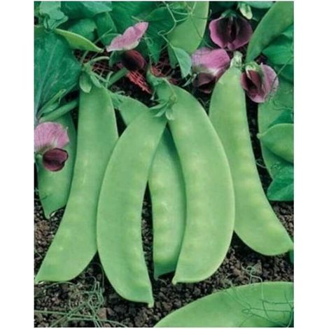 Pois Mange-Tout 15 pcs – Gousses Plates – Semences Potager
