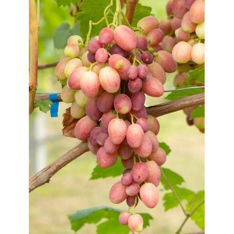 Vigne de table 'Crimson Seedless' Pot de 3L/4L (1/2)