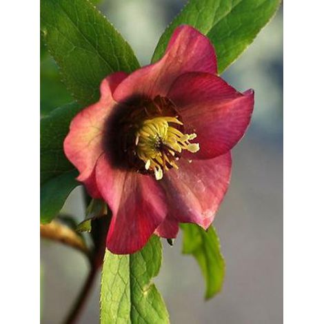 Hellébore orientale 'Red Hybrids' Pot de 2L/3L (1/2)
