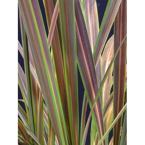 Cordyline 'Electric Star ' Pot de 3L/4L (1/4)