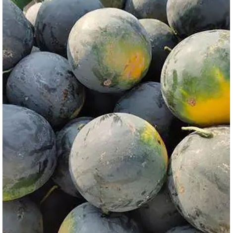 Pastèque Peau Noire 100 pcs – Semences Ancienne Variété – Jardin (1/4)